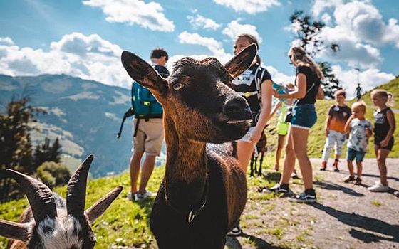 Goat Fun